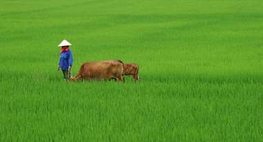 Farmer with cow in Vietnam
