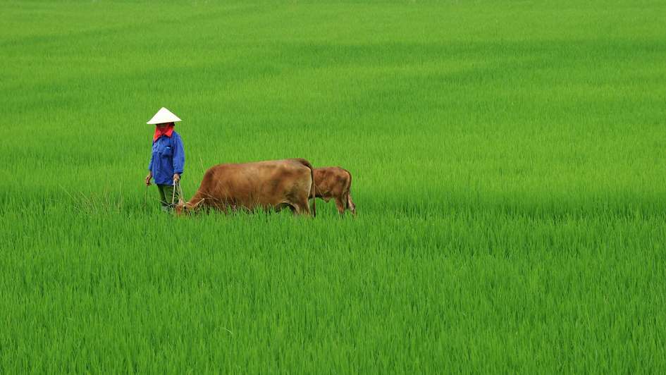 Farmer with cow in Vietnam