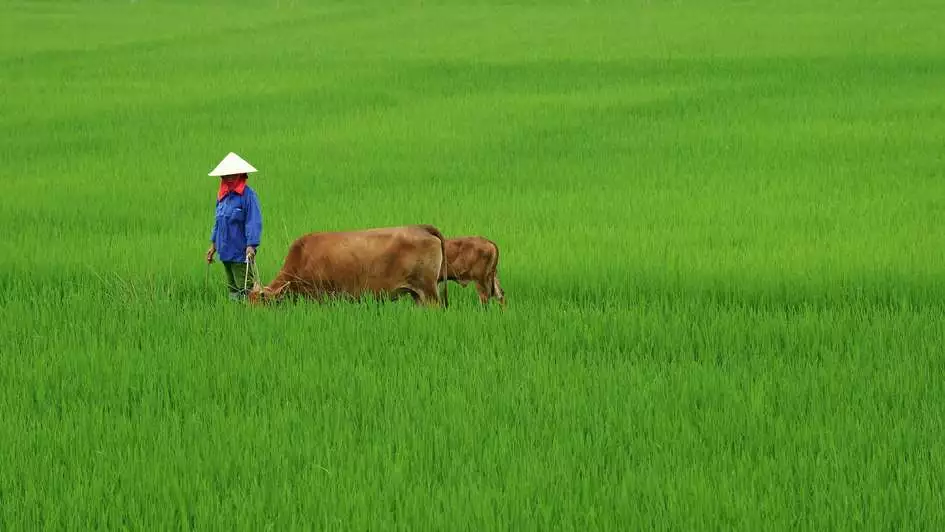 Farmer with cow in Vietnam