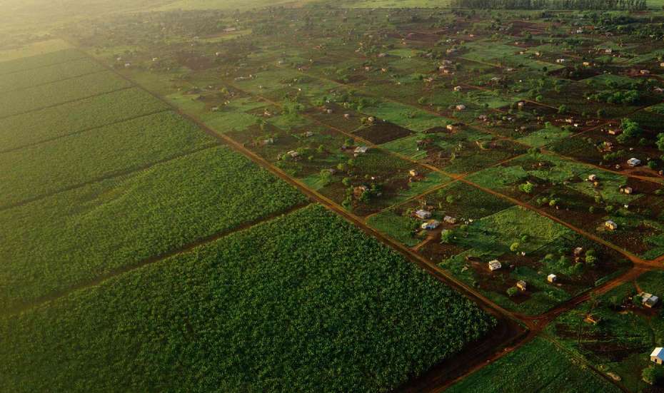 Plantations and plots in Mozambique