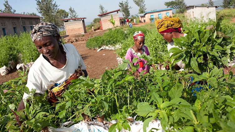 Burundi: women harvesting crops in a school garden