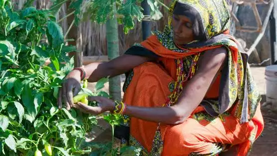 2020-kenia-clip-189-retusche-frau-hausgarten-gemuese.jpg Frau erntet Gemüse in ihrem Garten, Kenia, 2020.