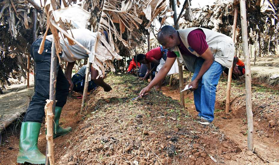 Kleine Setzlinge wachsen in der Baumschule, Burundi 2021.