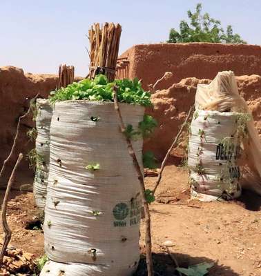 Clever anbauen: Sack-Garten in Niger.