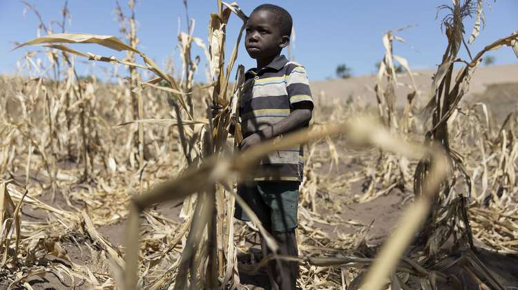 Ein Junge steht auf einem Maisfeld.