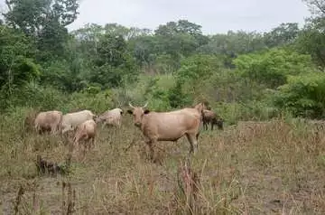 Kühe in der Nähe des Dorfes, Kaliyereh/Sierra Leone 2023 Kühe grasen im Buschland.