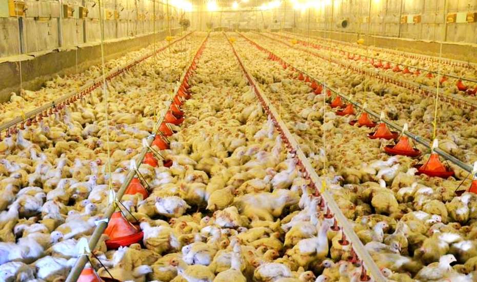 Massentierhaltung: Eine Halle voller Hühner.