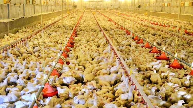 Massentierhaltung: Eine Halle voller Hühner.