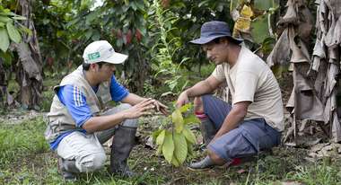 Organic cocoa cultivation in Peru