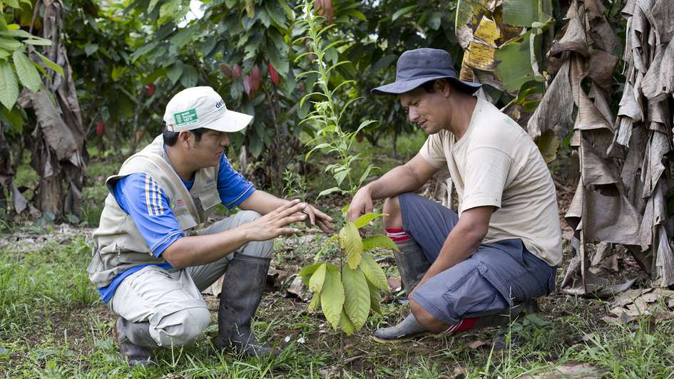 Lucio Bravo and Willy Miguel Sanchez with a cocoa plant.
