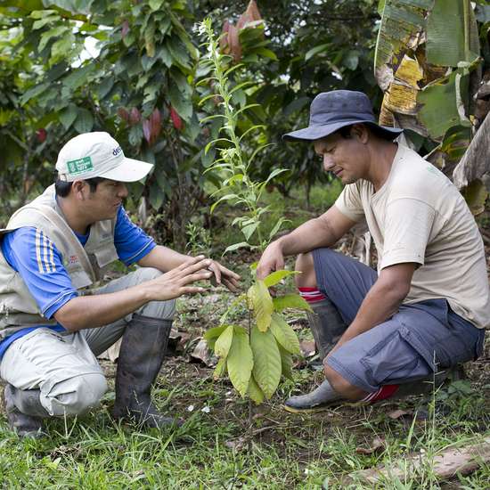 Organic cocoa cultivation in Peru