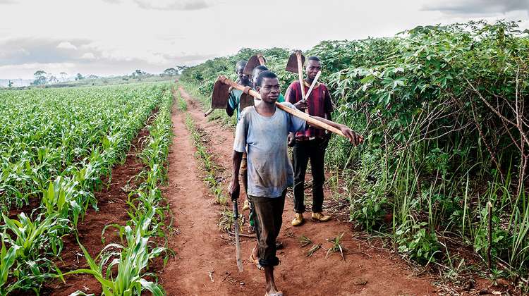 Three africans are walking through a field