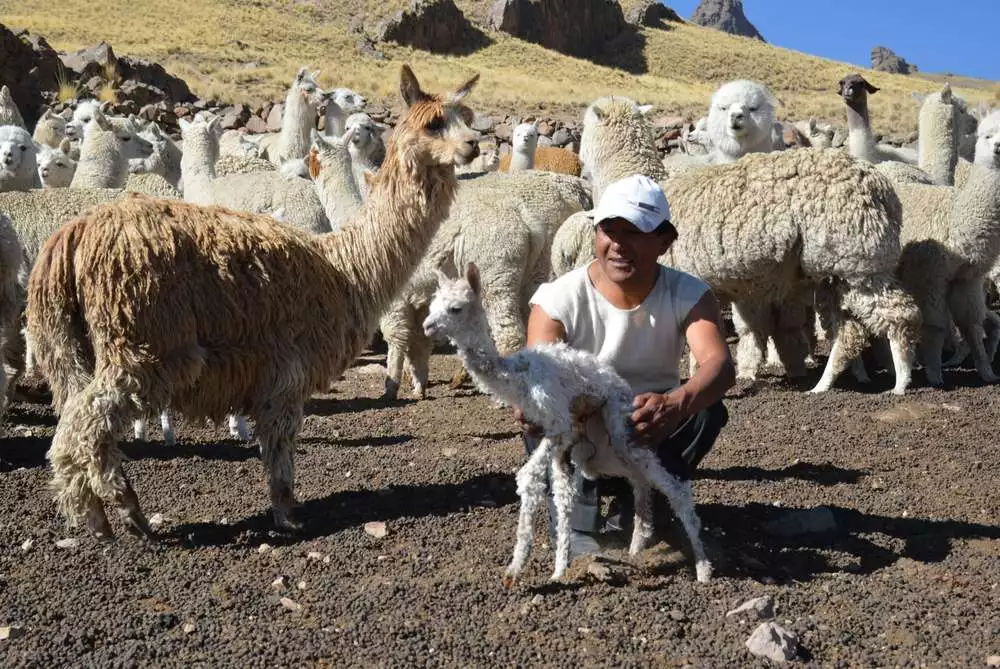 Alpaca Peru