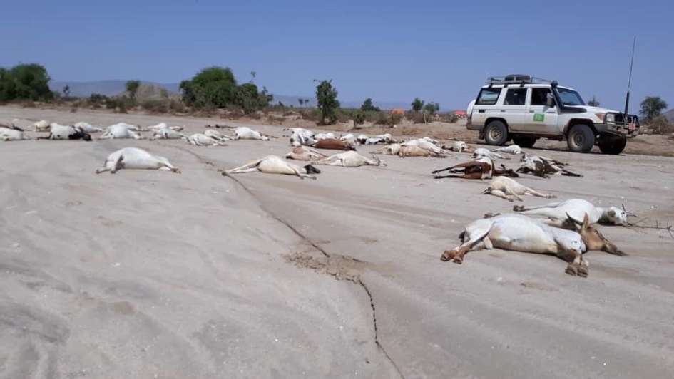 Dead cattle on a road in the Aro Waren region.