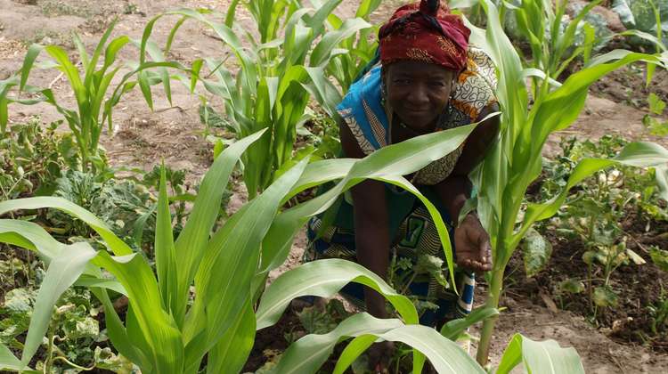 A woman harvesting corn in Burkina Faso.