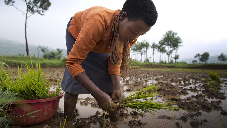 Eine Frau bei der Feldarbeit auf ihrem Reisfeld in Mwogo, Ruanda.