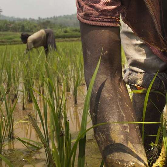 Ruanda 2014, Feldarbeiter auf den Reisfeldern.