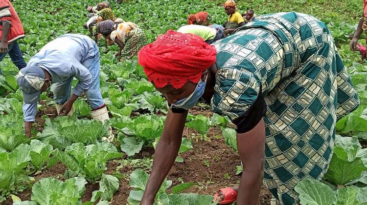 Eine Gruppe von Menschen bei der Kartoffelernte, Kongo 2021.