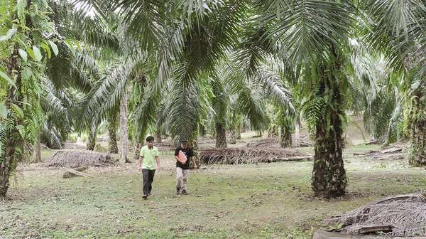 Teaser FSS Landingpage Palm Oil Malaysia, 2017.