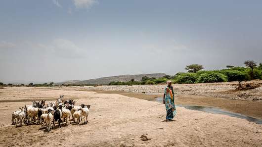 Eine Frau mit Ziegen an einem ausgetrockneten Wasserlauf, Somalia 2018