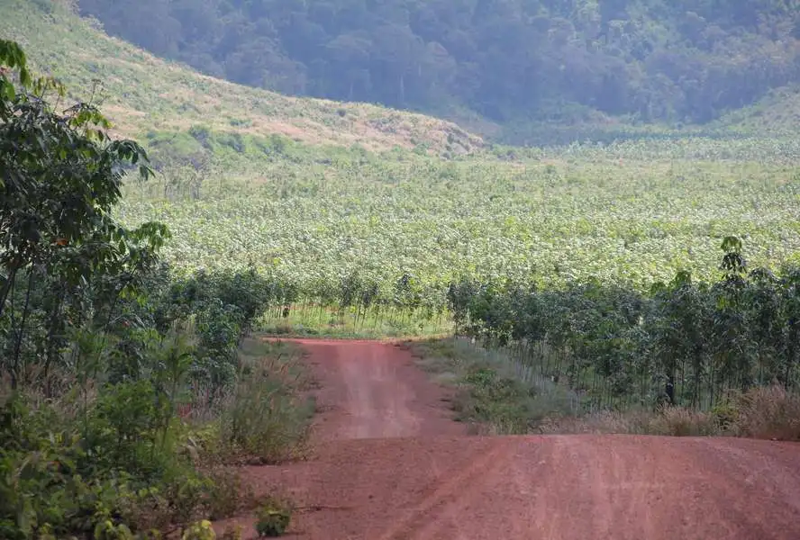 A rubber plantation in Cambodia.