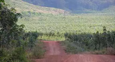 A rubber plantation in Cambodia.