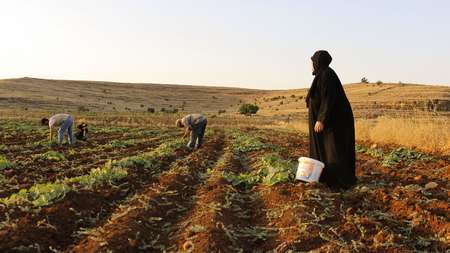 Syrische Flüchtlinge auf einem Gurkenfeld in Mardin, Türkei. 