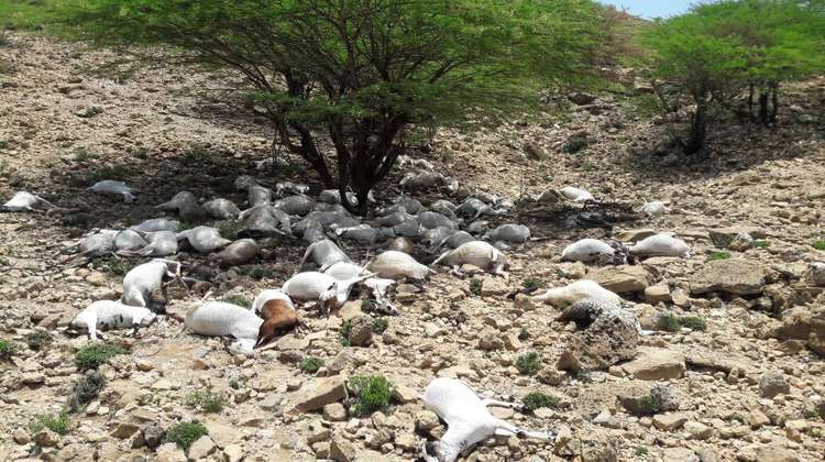 Dead goats under a tree