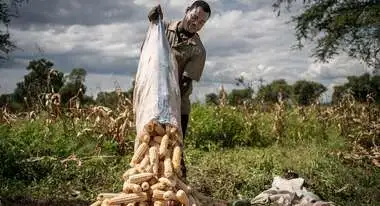 Smiling farmer emptying a sack of corn on the ground