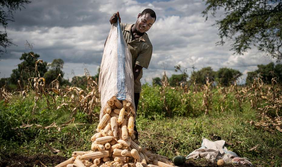 Farmer harvesting maize in Malawi