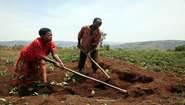 Two smallholder farmers working on their field