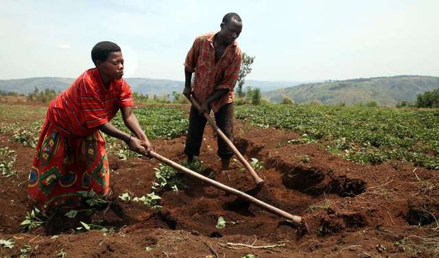 Zwei Kleinbauern arbeiten auf ihrem Feld
