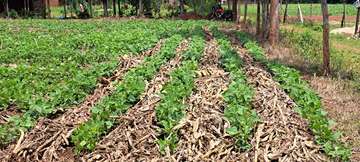 Fields of carbon farming of smallholder farmers in East Africa