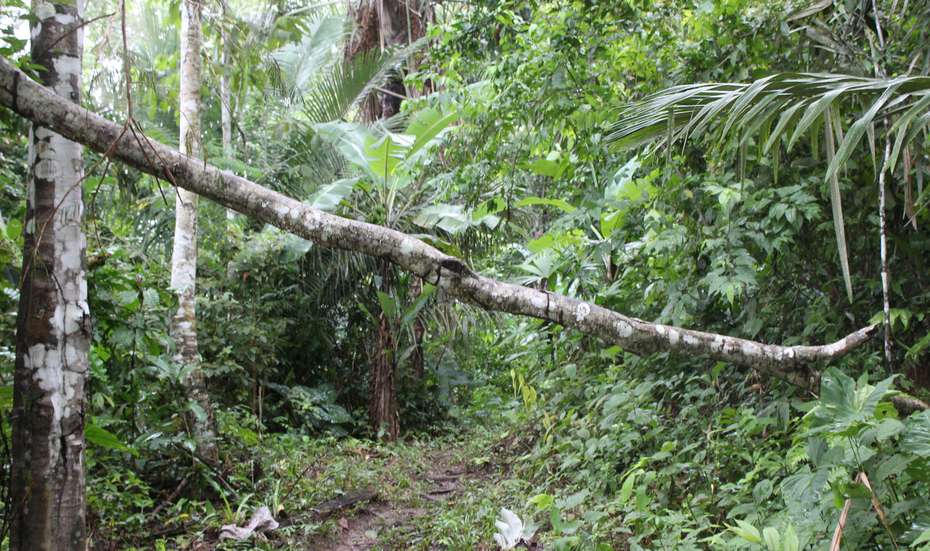 2022-bolivien-peru-landrechte-klimawandel-madre-de-dios.jpg Nur ein kleiner Weg führt durch die starke Vegetation des Regenwaldes, Peru 2022.