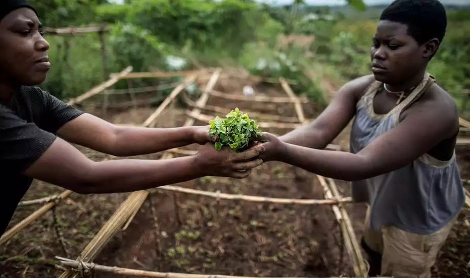 Papaya seedlings in southern Rwanda