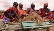 Four woman harvest hay in Kenia