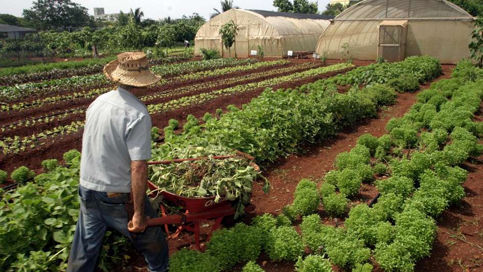 A man with his wheelbarrow on a field in Havana.