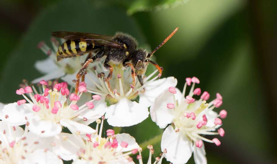 Pollinator Wasp Bee