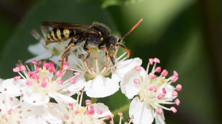 Pollinator Wasp Bee