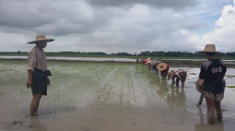 Bauern bei der Reisaussaat, Myanmar 2021.