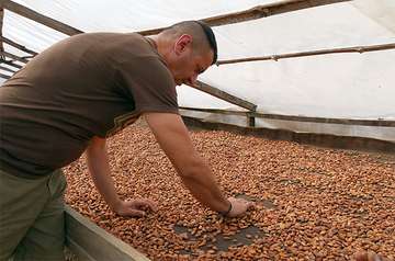 Man processing cocoa beans