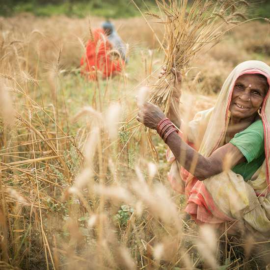 Eine Frau in Nepal bei der Getreideernte