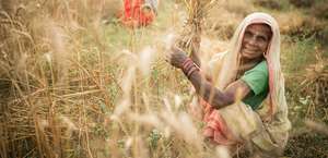 Eine Frau in Nepal bei der Getreideernte