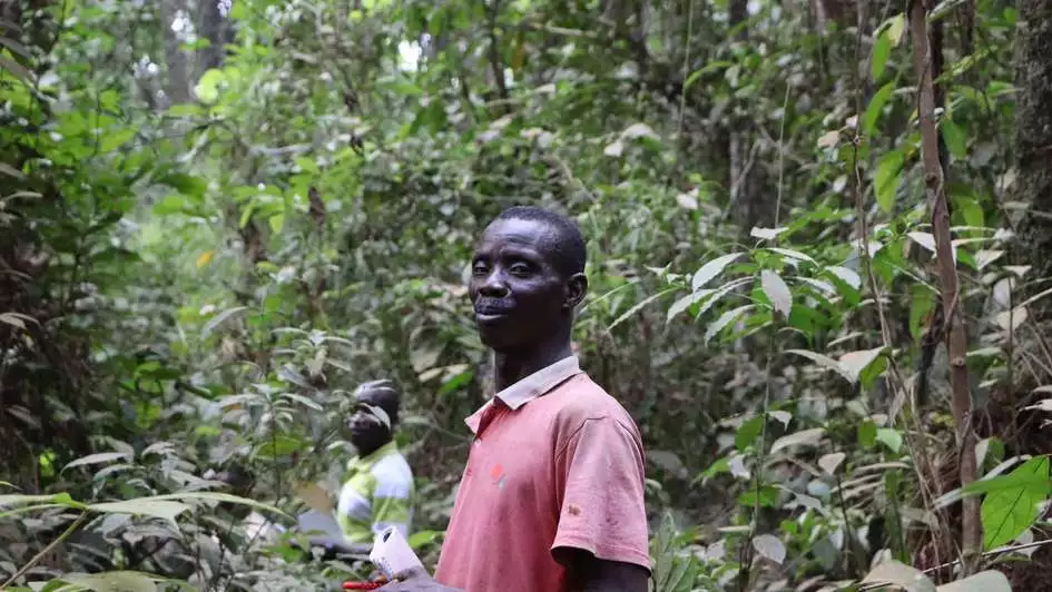 Plantation in Liberia