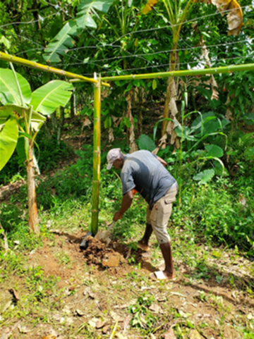 2023-bauer-arbeitet-auf-pflanzung-haiti The "Grenadia" plantation in Le Borgne, Haiti