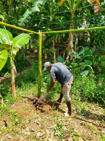 The "Grenadia" plantation in Le Borgne, Haiti